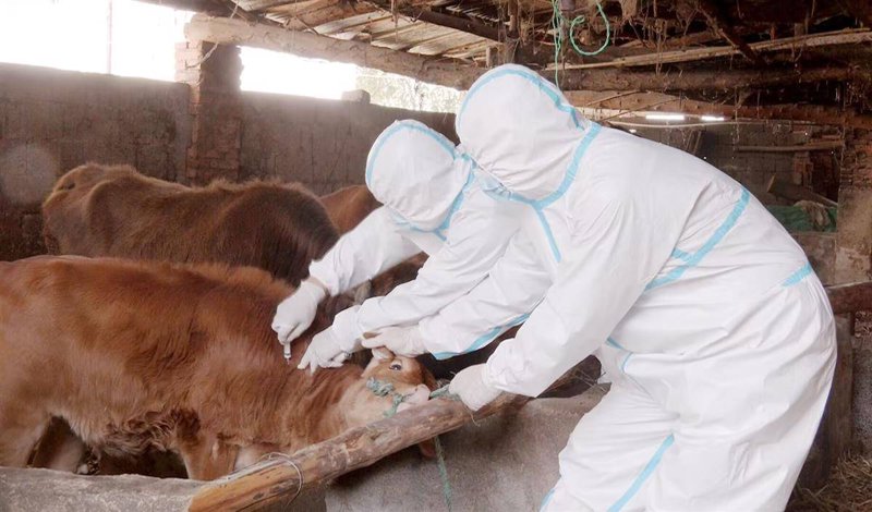 黔西市如何抓实抓细动物疫病防控？让我们一步步揭开其背后的故事。